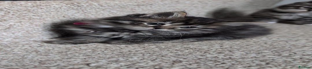 British Shorthair Kitten 3