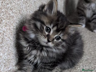 British Shorthair cats - Advert 9