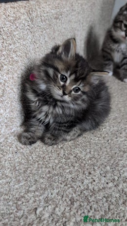 British Shorthair cats Beautiful British short hair mixed long hair - Advert 3