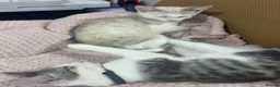 Mixed Breed cats for sale: 2 kitten male brothers  - Advert 12