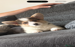 Welsh Corgi Pembroke dogs for sale: Kc corgi for sale  - Image 9