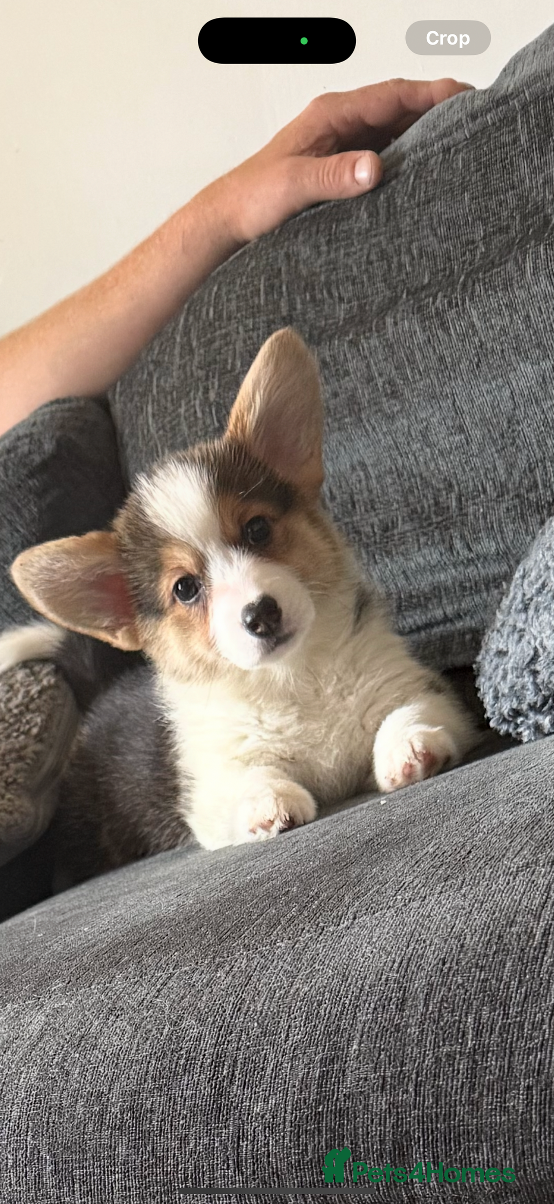 Welsh Corgi Pembroke dogs for sale: Kc corgi for sale  - Image 9