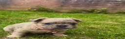French Bulldog dogs for sale: Beautiful French Bulldog Puppies in Cardiff - Advert 14
