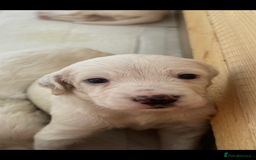 English Setter dogs for sale: English setter pups - Image 2