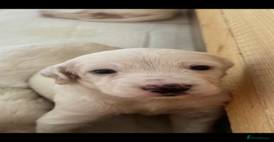English Setter dogs - Advert 5