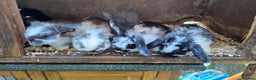 Mini Lop rabbits for sale: Mini Lop Baby Rabbits - Advert 6