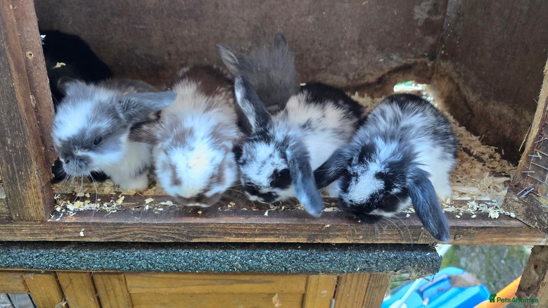 Mini Lop rabbits for sale: Mini Lop Baby Rabbits - Advert 6