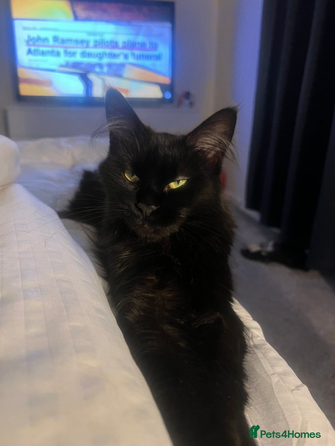 Maine Coon cats for sale: Willow  - Advert 1