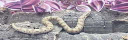 Snake reptiles for sale: Baby Western Hognoses mixed sex and morphs £100ea - Advert 11