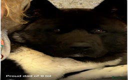 Akita dogs for sale: American bear faced akitas - Image 4