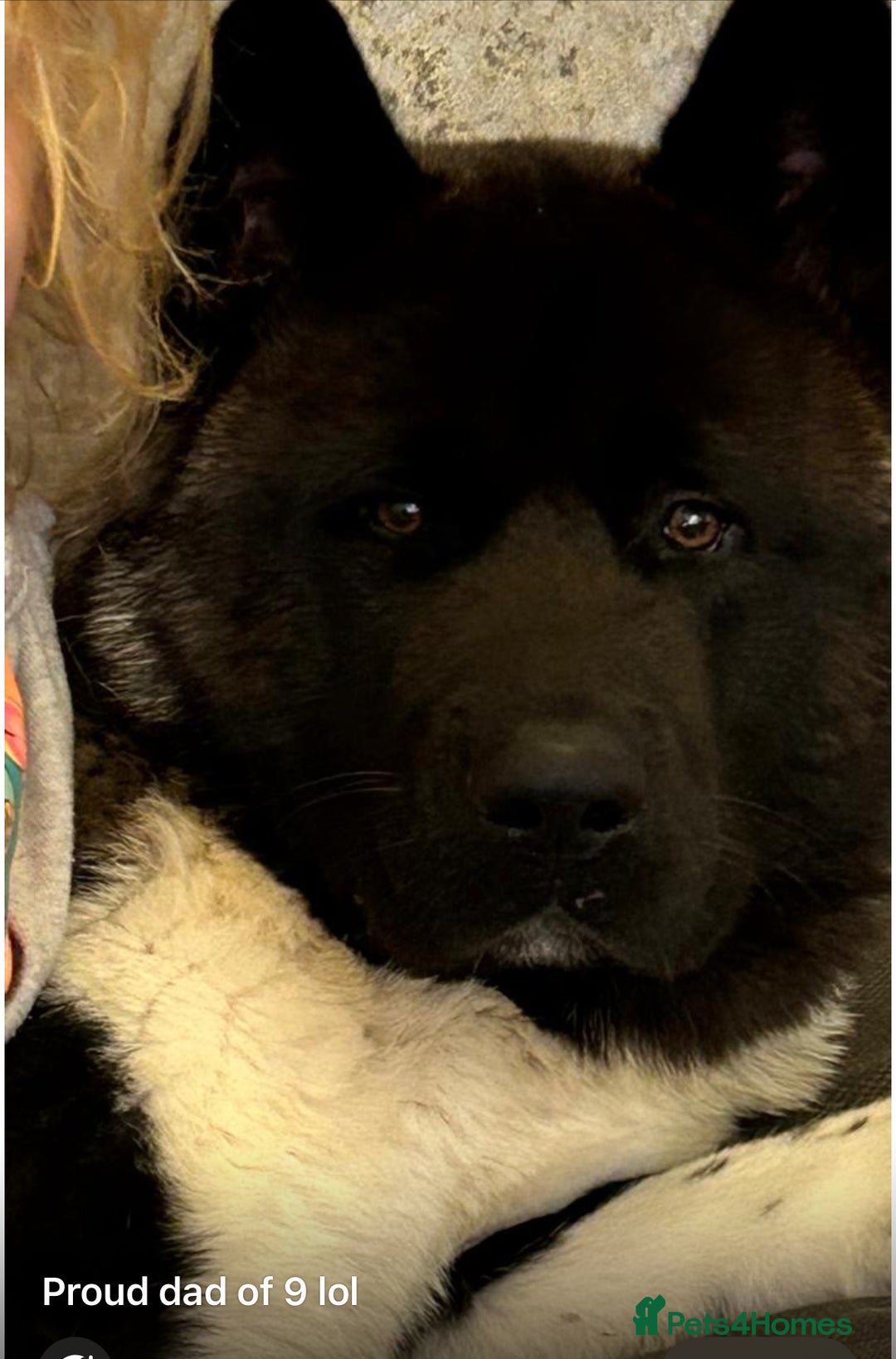 Akita dogs for sale: American bear faced akitas - Image 4