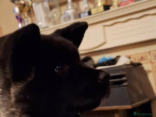 Akita dogs Quality Akita Baby Girl (KC Registered) - Advert 2