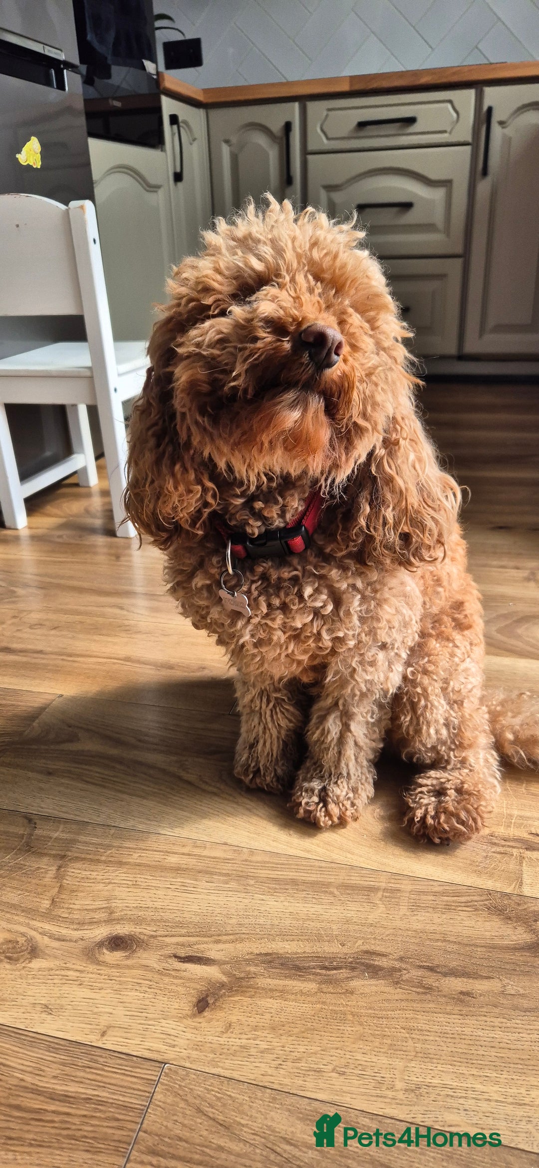 Cockapoo dogs for sale: 3 years old coockapoo- Cookie  - Advert 6
