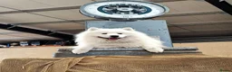 Samoyed dogs for stud: KC Registered Samoyed Male Available for Stud - Advert 1