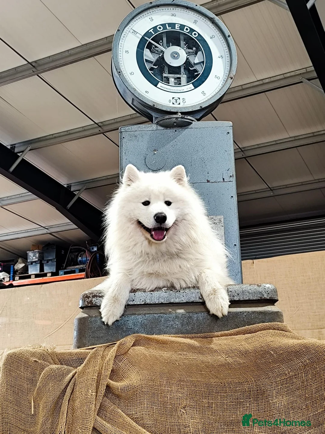 Samoyed dogs for stud: KC Registered Samoyed Male Available for Stud - Advert 1
