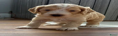 Custard