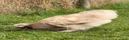 Chickens poultry for sale: CHICKENS FOR SALE – POINT OF LAY HENS & ROOSTERS in Ilfracombe - Advert 19