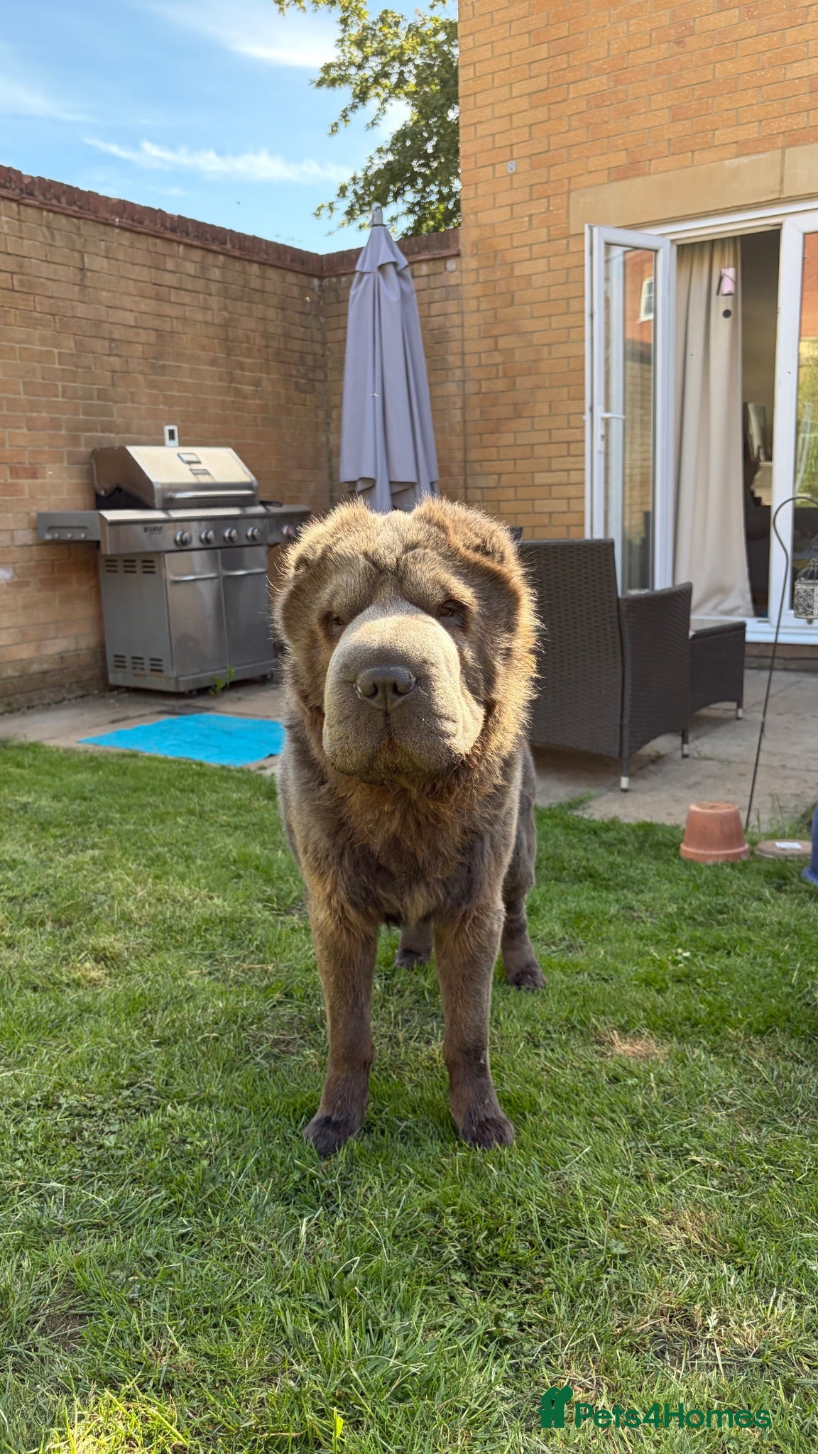 Shar Pei dogs Gorgeous Rare 1yr old Blue Bearcoat Shar Pei Male - Advert 8