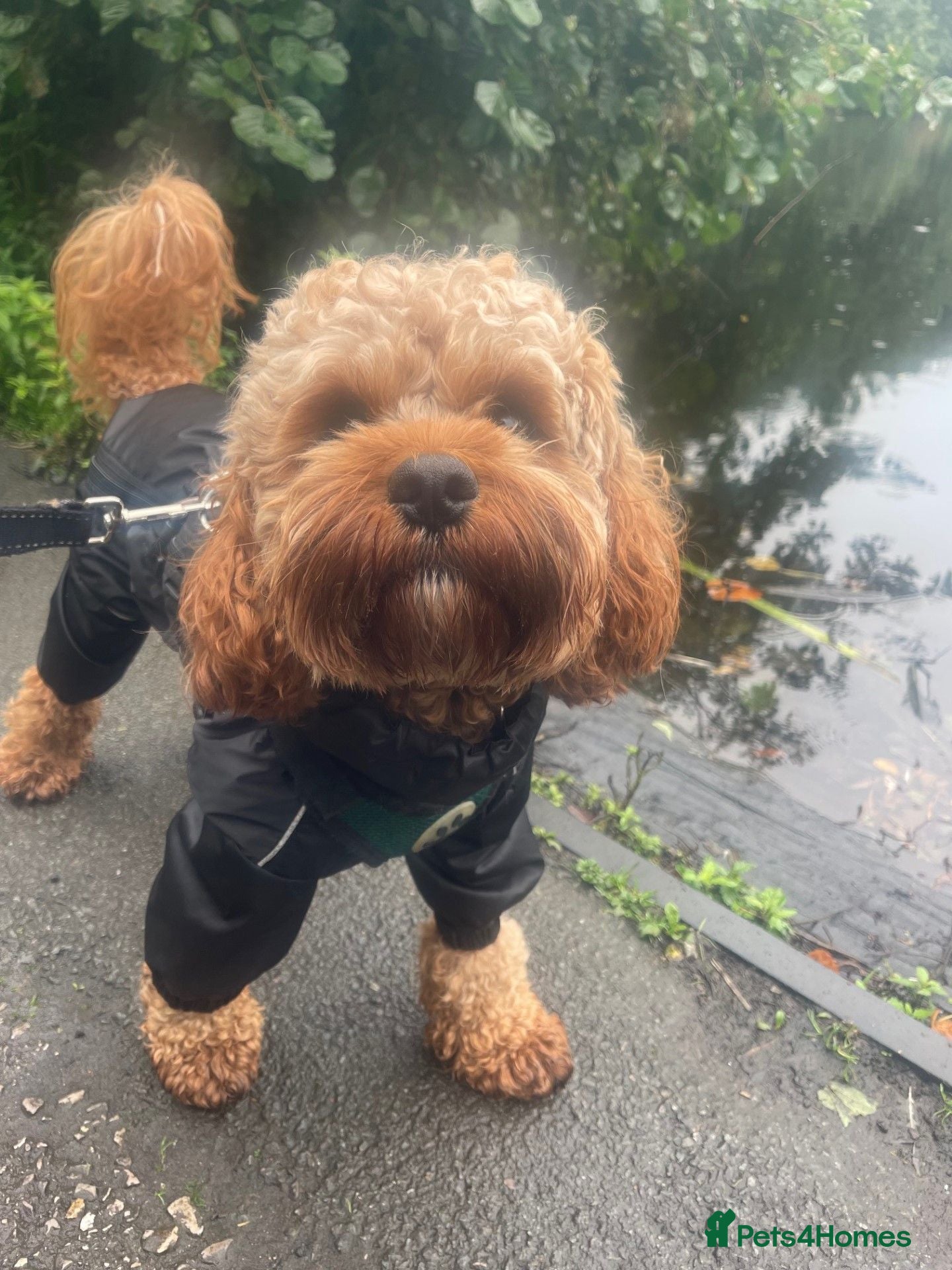 Cavapoo dogs Rio – Proven F1 Cavapoo Stud | DNA Health Tested - Advert 1