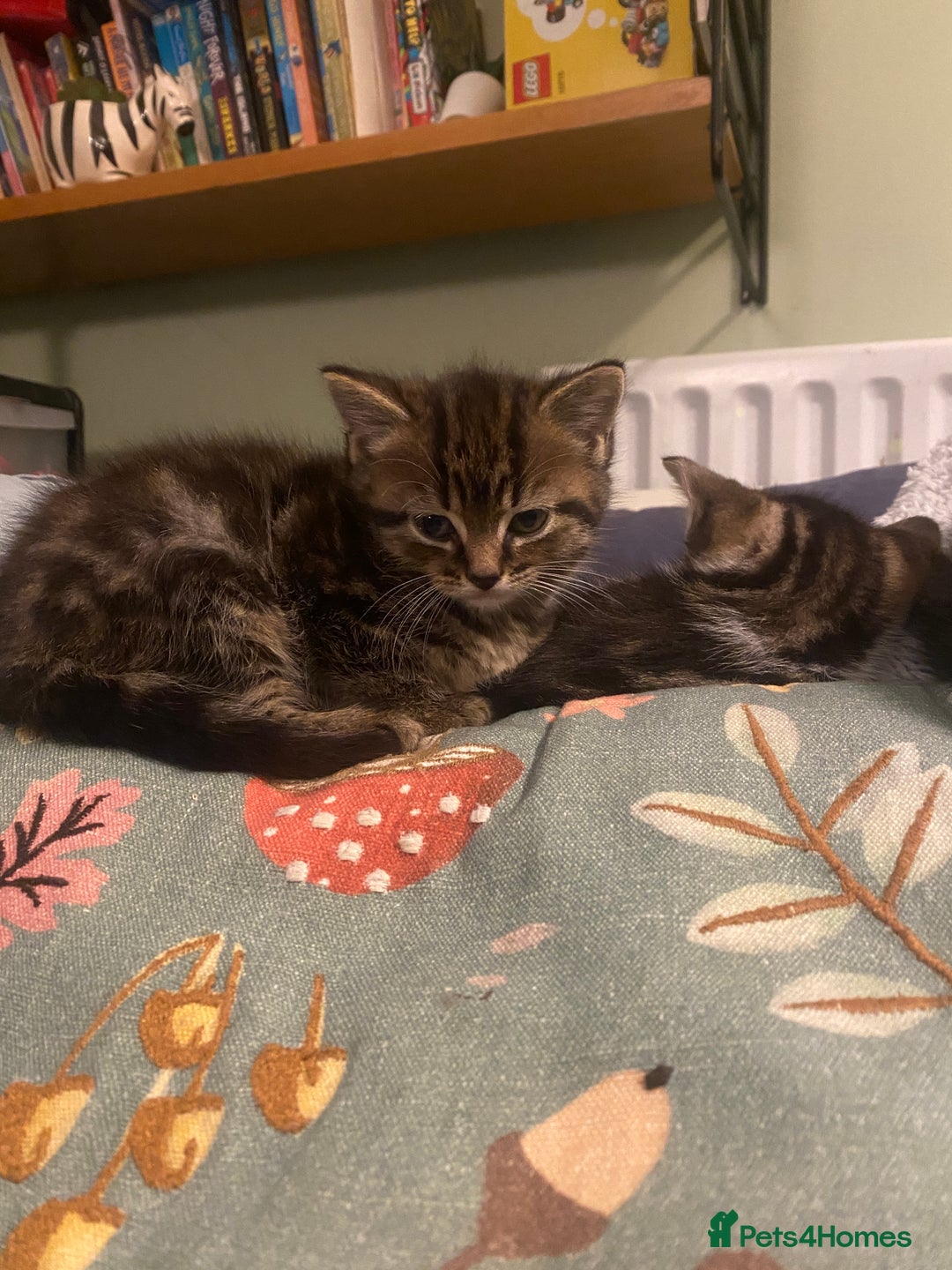Mixed Breed cats for sale: 3 kittens available Portsmouth - Advert 11