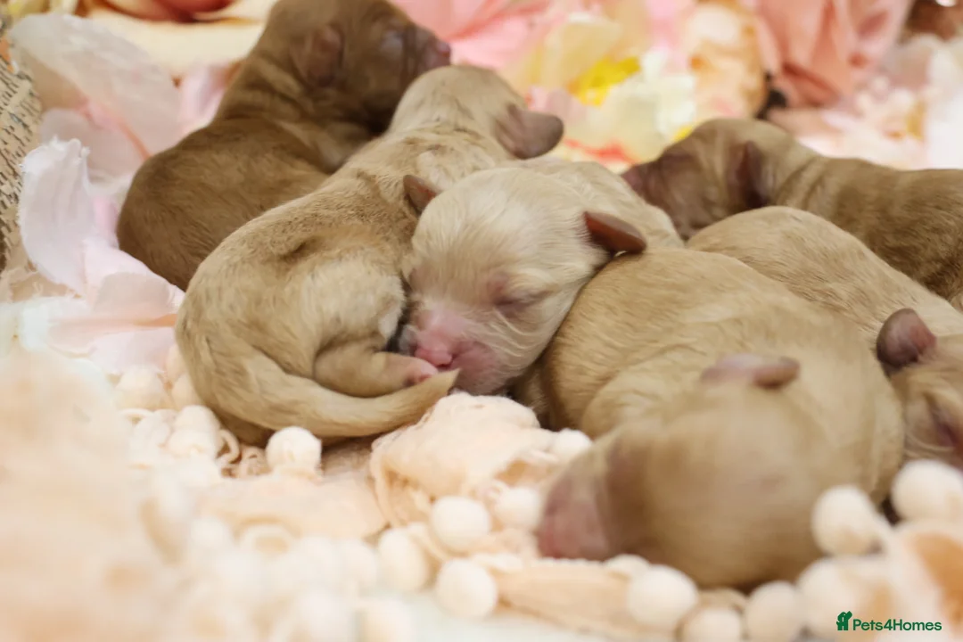 Cavapoo dogs for sale: Health Tested Cavapoo Puppies - Advert 7