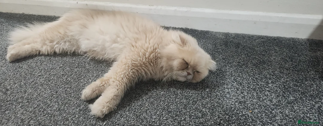 Persian cats for sale: Pure Persian Kittens for sale - Advert 7