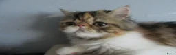 Persian cats for sale: Fantastic Female Persian kitten ready now - Advert 25