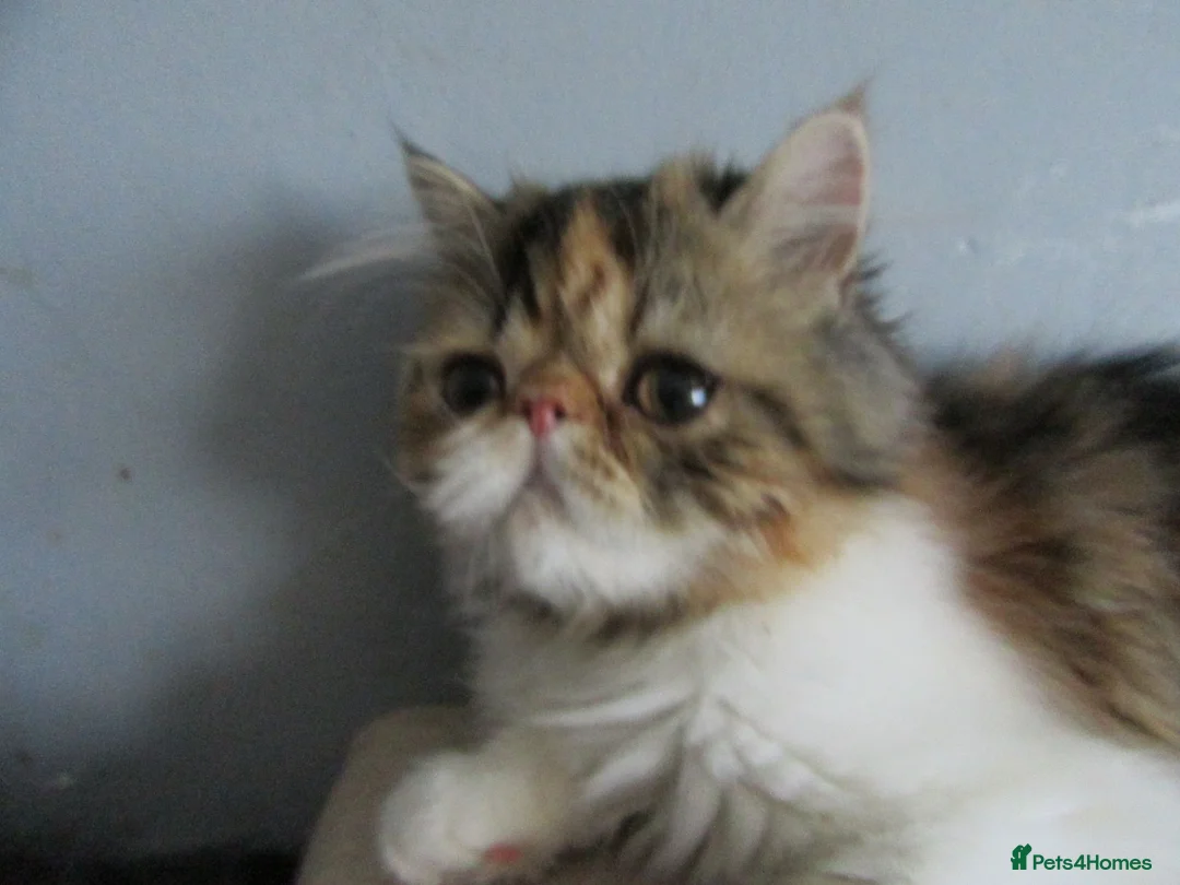 Persian cats for sale: Fantastic Female Persian kitten ready now - Advert 25