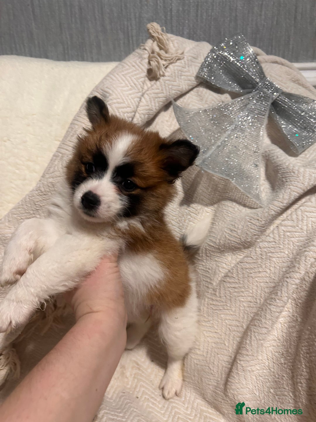 Mixed Breed dogs for sale: German spitz cross - Advert 21