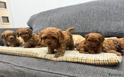 Cockapoo dogs for sale: BEAUTIFUL F1B COCKAPOO PUPS - Image 6