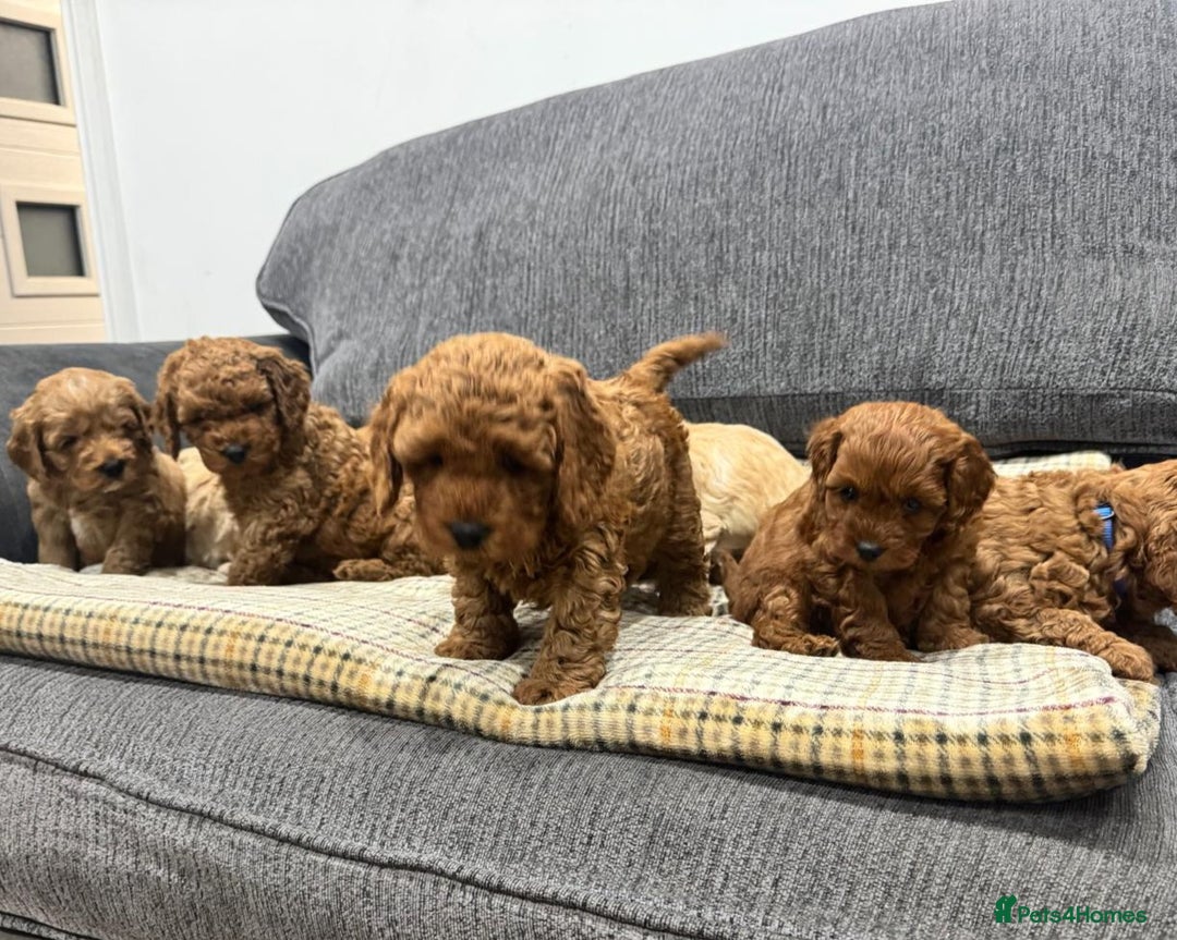 Cockapoo dogs for sale: BEAUTIFUL F1B COCKAPOO PUPS - Image 6