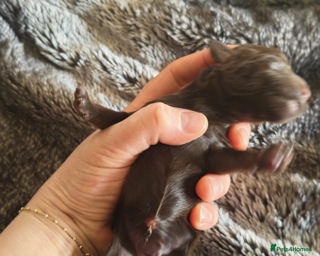 Cockapoo dogs for sale: Cockapoos F1 DNA Health tested patents - Advert 32