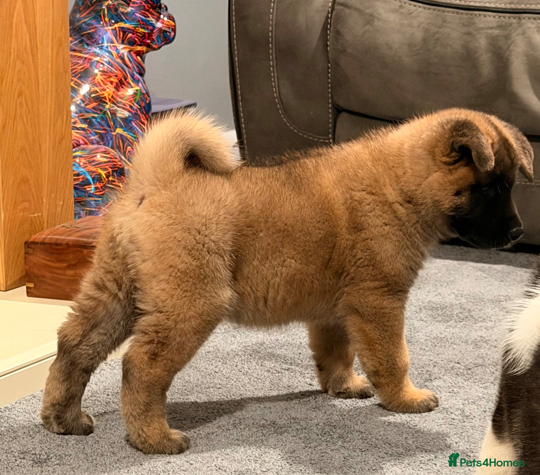 Akita dogs for sale: American Akita  - Advert 18