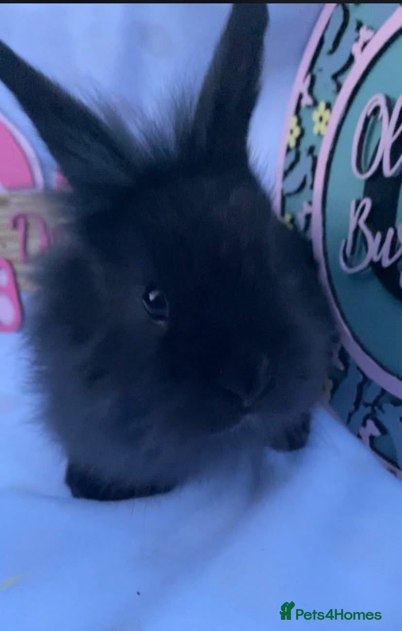 Lionhead rabbits Beautiful black lionhead babies for sale - Advert 1