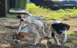 Pointer dogs for sale: KC registered Pointer Puppies, ready to leave - Image 3