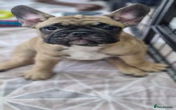 French Bulldog dogs for sale: French Bulldogs - Image 14
