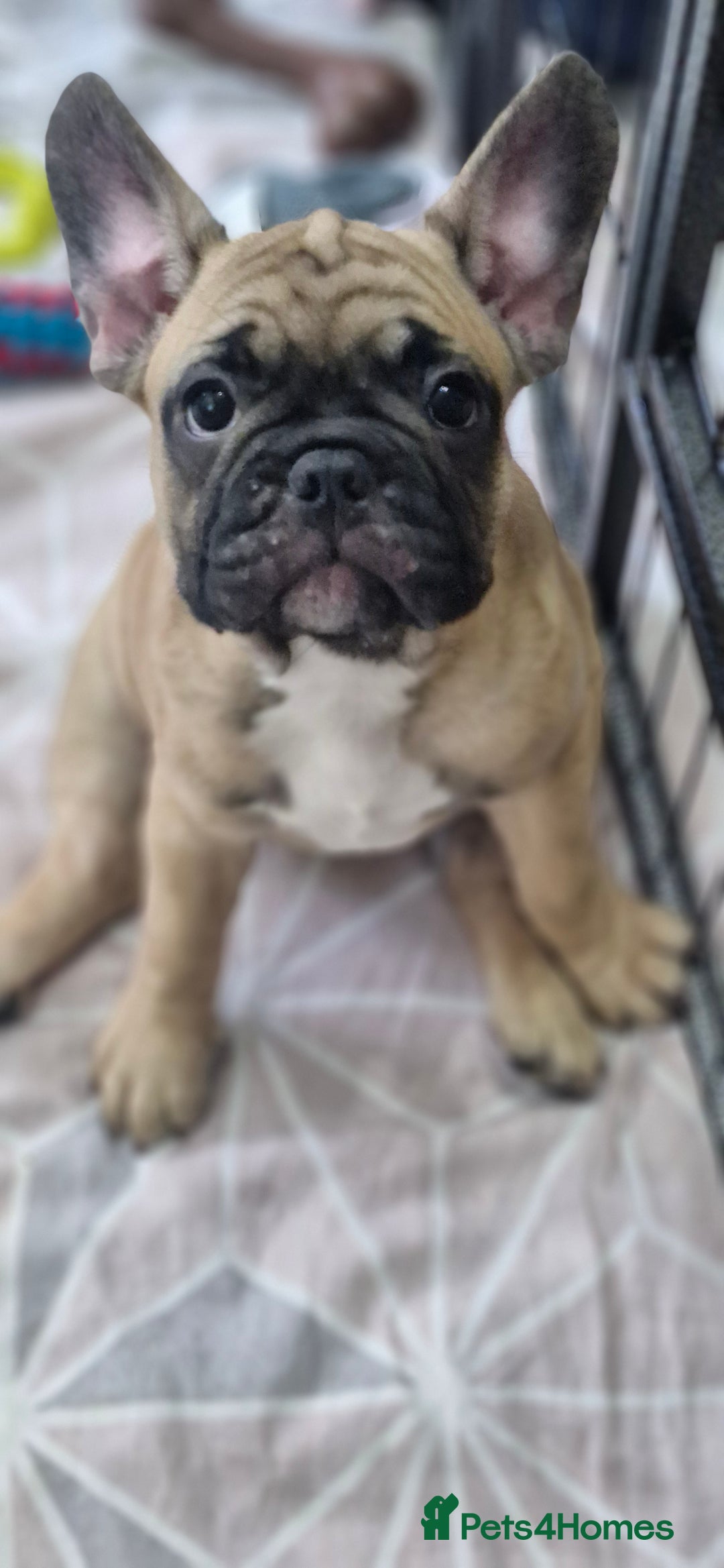 French Bulldog dogs for sale: French Bulldogs - Image 14