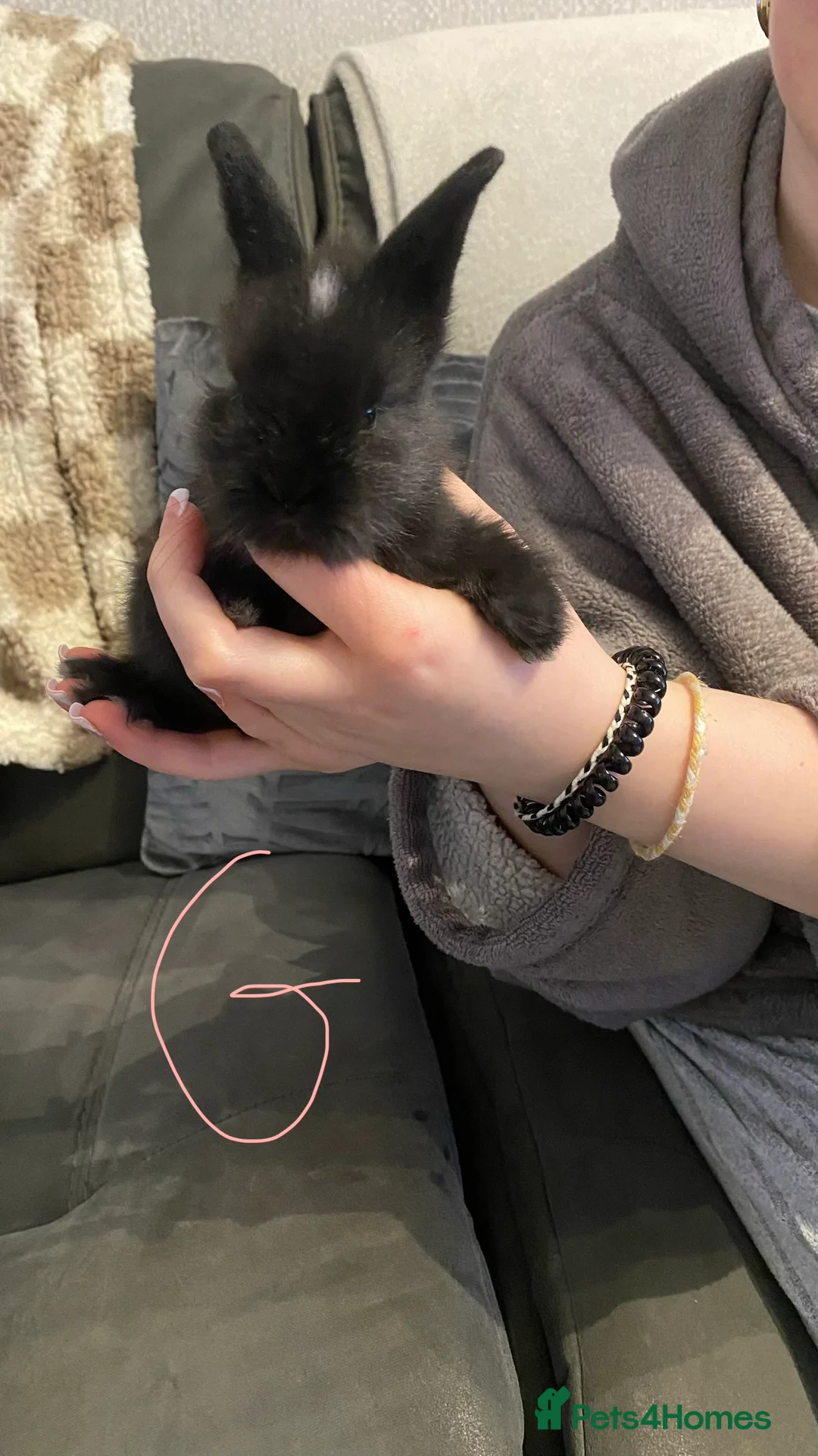 Mixed Breed rabbits for sale: 8 Bunnies for sale  - Advert 5