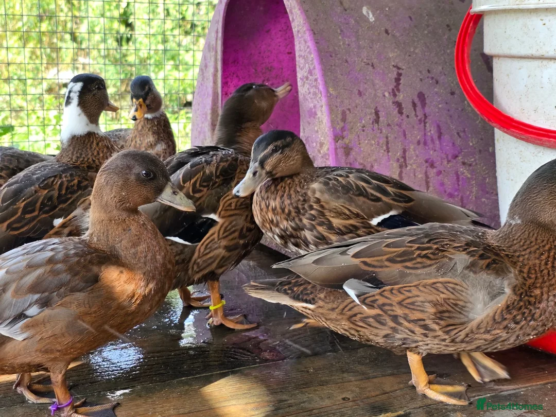 Ducks poultry for sale: Male call ducks  - Advert 10