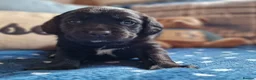 Springador dogs for sale: BEAUTIFUL SPRINGADOR PUPPIES - Advert 15