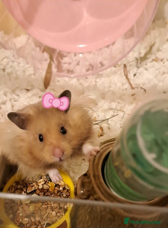 Hamster rodents - Advert 1