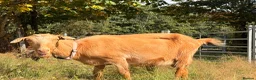 Goats livestock for sale: 2 Registered Disbudded British Guernsey Nanny’s  - Advert 3