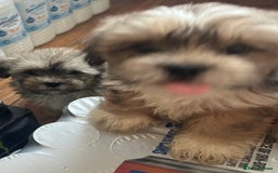Lhasa Apso dogs for sale: Lhasa apso puppies  - Image 8