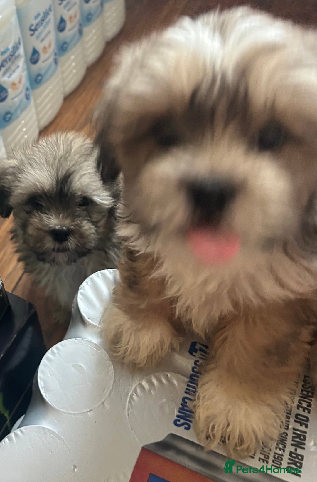 Lhasa Apso dogs for sale: Lhasa apso puppies  - Image 8