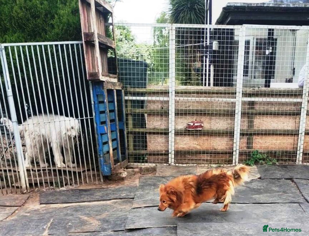 Mixed Breed dogs for adoption: MONTY – an example of Resilience and Devotion - Advert 24