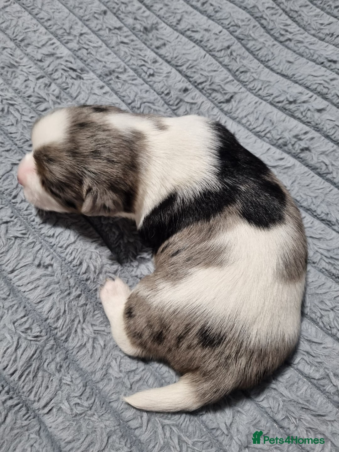 Jack Russell dogs for sale: Jack Russell X Shih Tzu Puppies - Advert 5