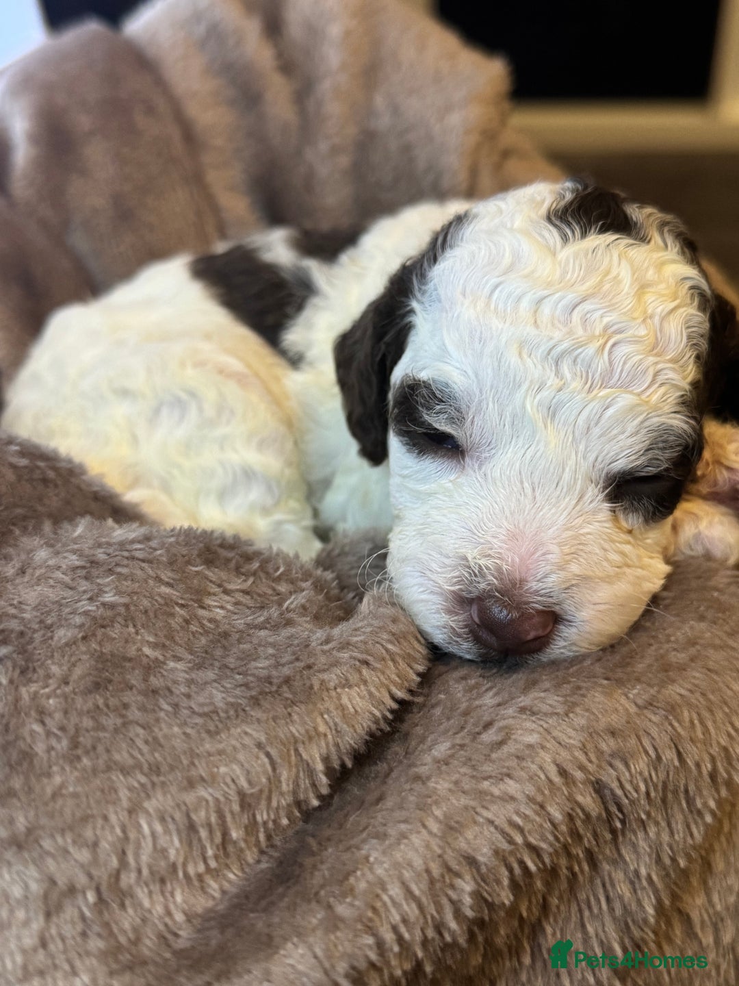 Cockapoo dogs for sale: Miniature Cockapoo Multi Generation  in Darwen - Image 23