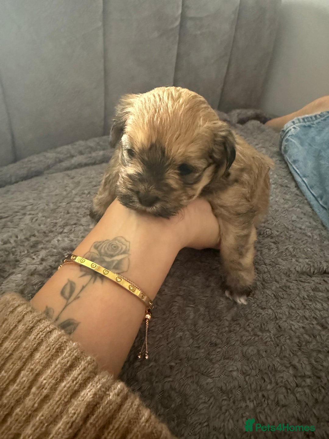 Mixed Breed dogs for sale: Absolutely gorgeous lhatese puppies - Advert 15