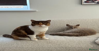 British Shorthair cats - Advert 9