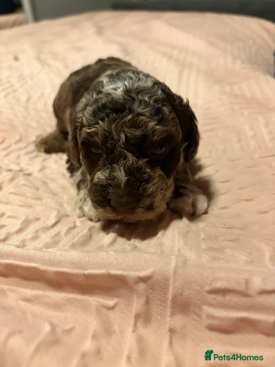 Bordoodle dogs for sale: Stunning litter of colliepoo/bordoodle puppies  - Advert 20